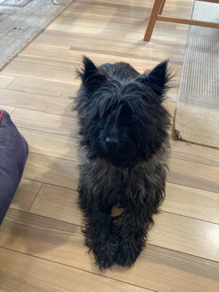 Someone like you du domaine de kerallan