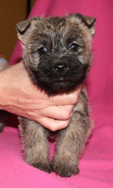 Dainty damsel du domaine de kerallan