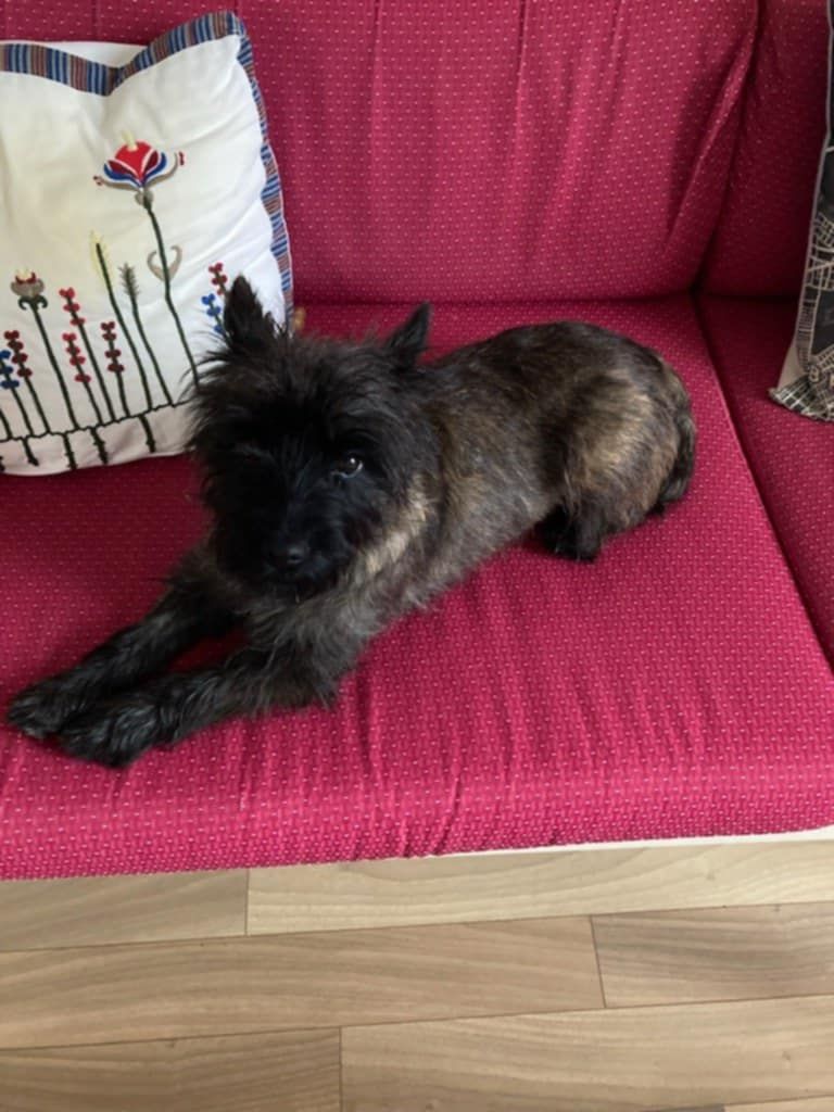 Someone like you du domaine de kerallan