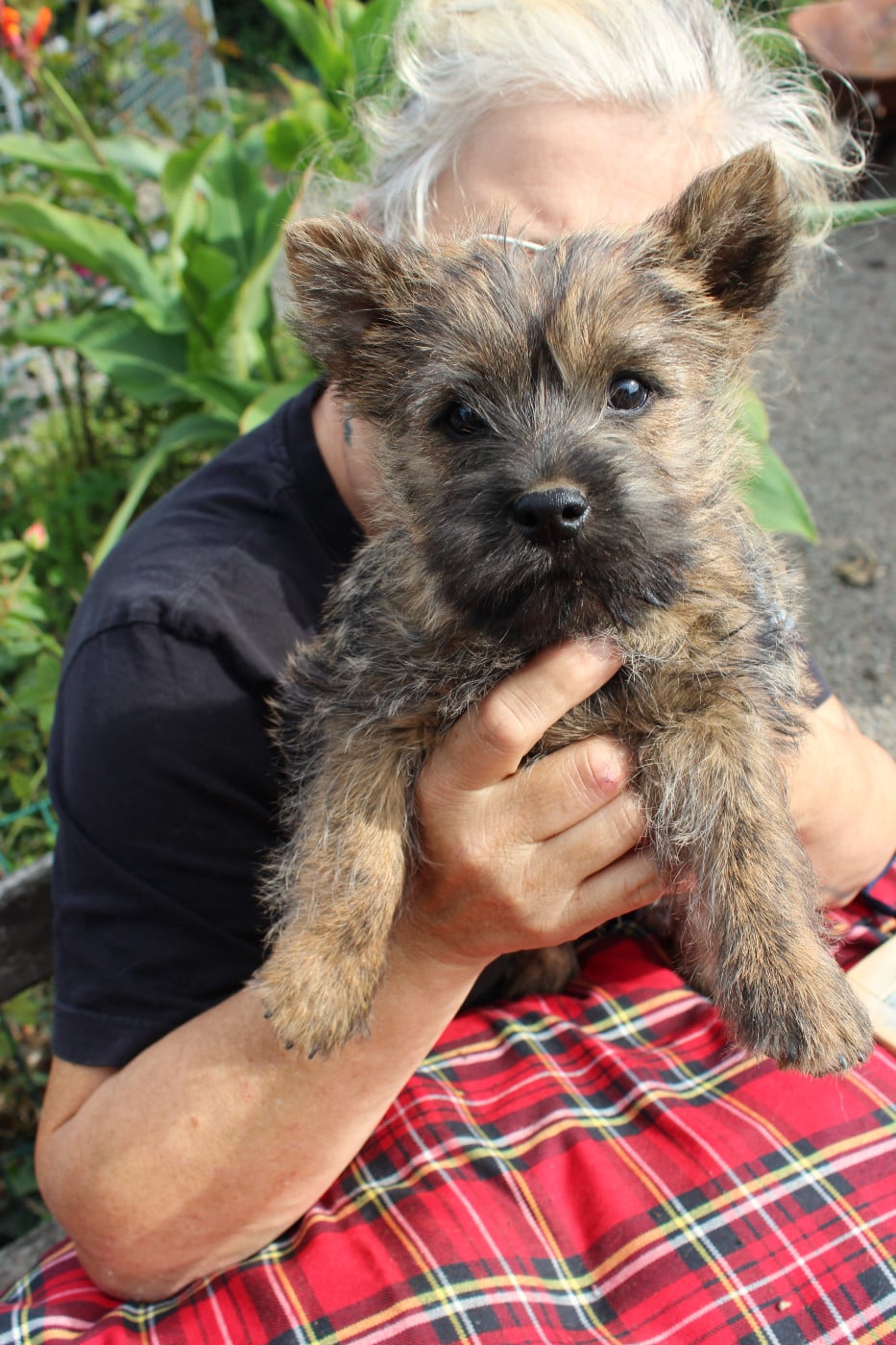 Cairn Terrier - du domaine de kerallan