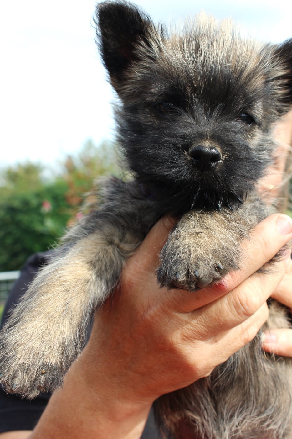 Cairn Terrier - du domaine de kerallan