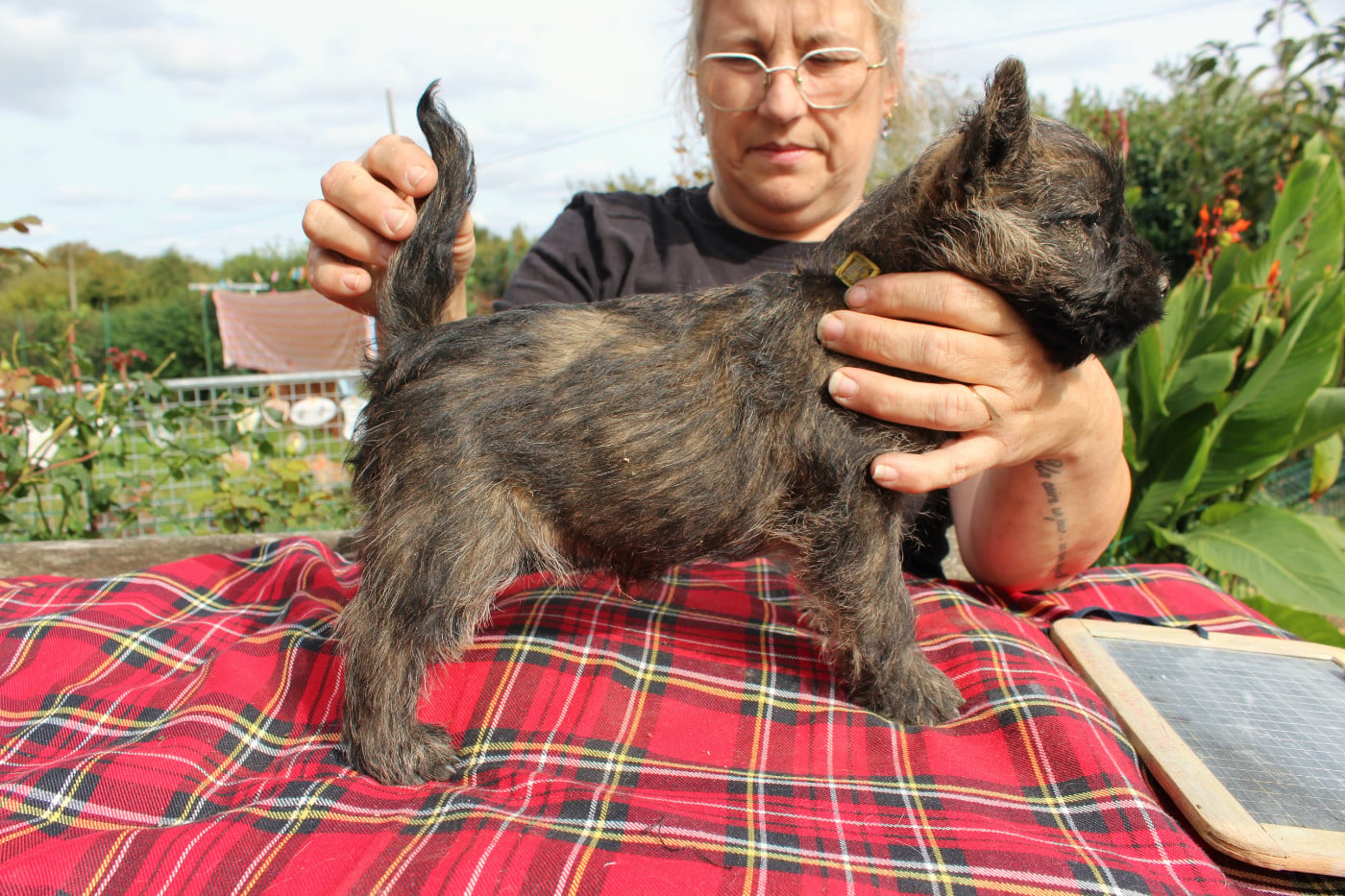 Beauty Queen du Domaine de Kerallan
