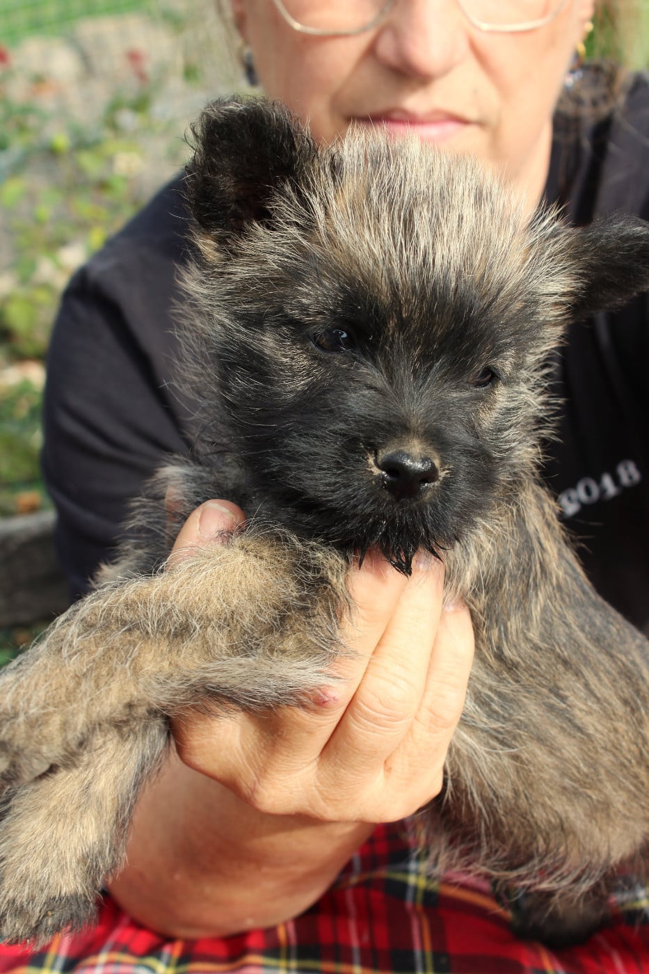 Big Bang du Domaine de Kerallan - Cairn Terrier