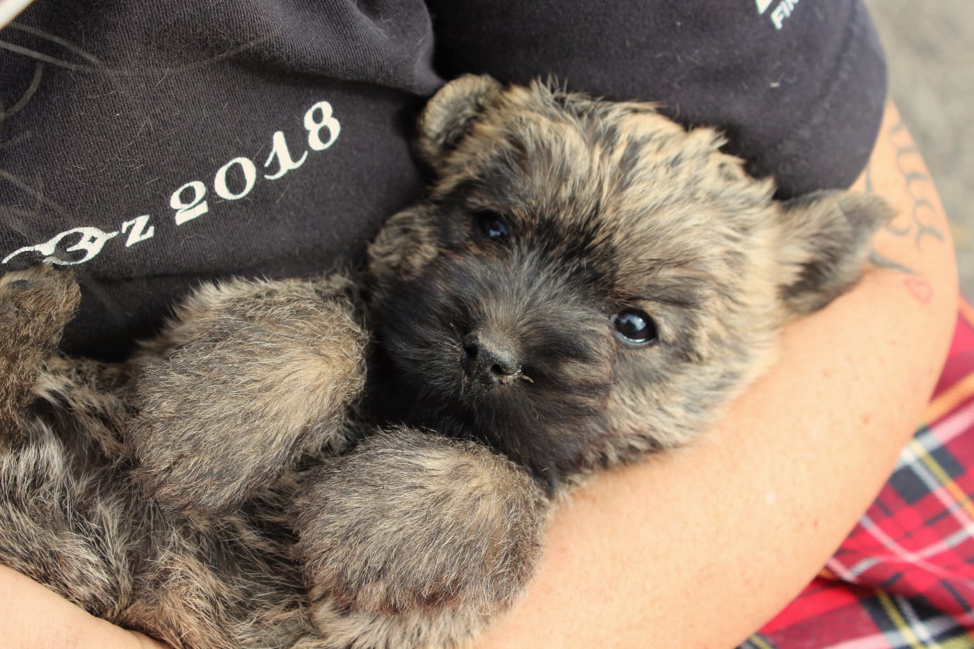 Brooklyn du Domaine de Kerallan - Cairn Terrier