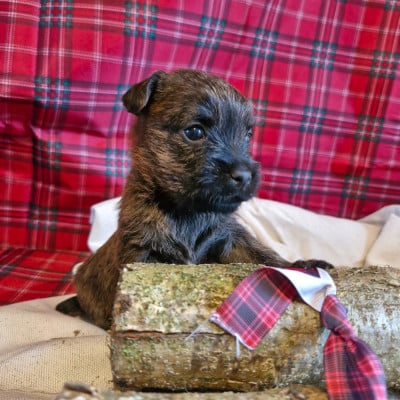 CHIOT 2 - Cairn Terrier