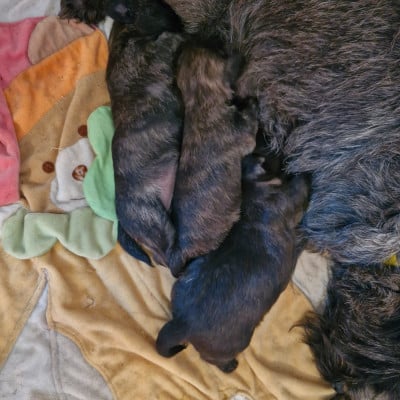 CHIOT 5 - Cairn Terrier