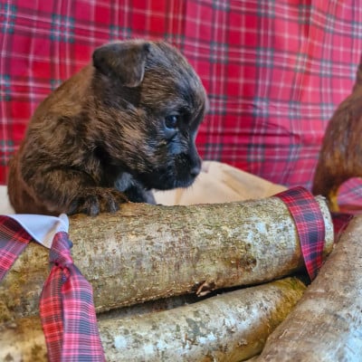 CHIOT 3 - Cairn Terrier