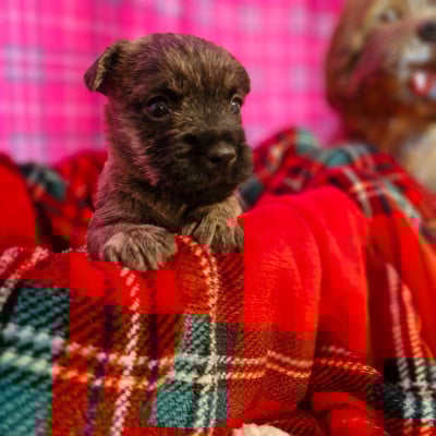 CHIOT 6 - Cairn Terrier