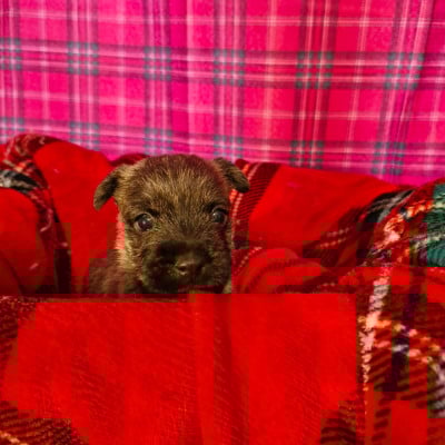 CHIOT 4 - Cairn Terrier