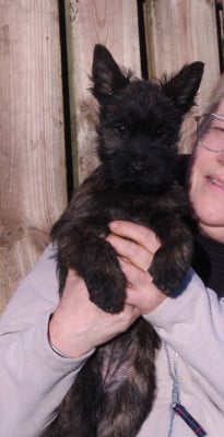 Les chiots de Cairn Terrier