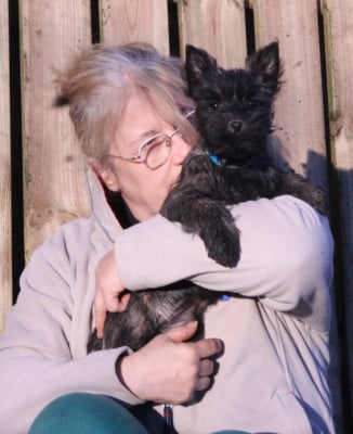 Les chiots de Cairn Terrier