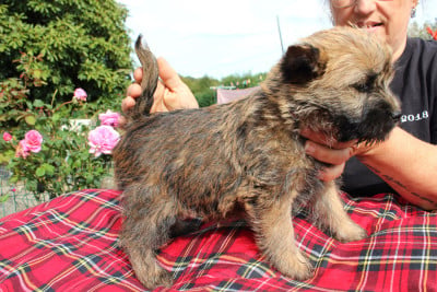 Les chiots de Cairn Terrier