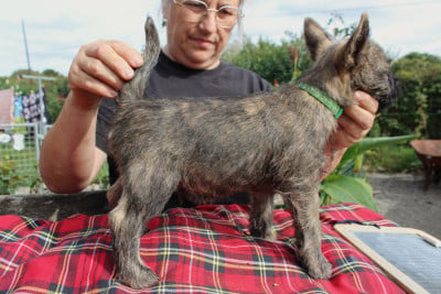 Les chiots de Cairn Terrier