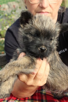 Les chiots de Cairn Terrier