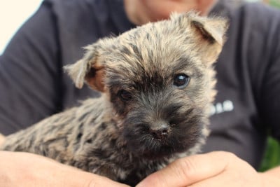 Les chiots de Cairn Terrier