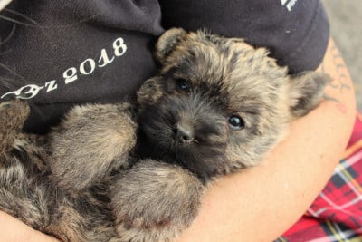 Les chiots de Cairn Terrier