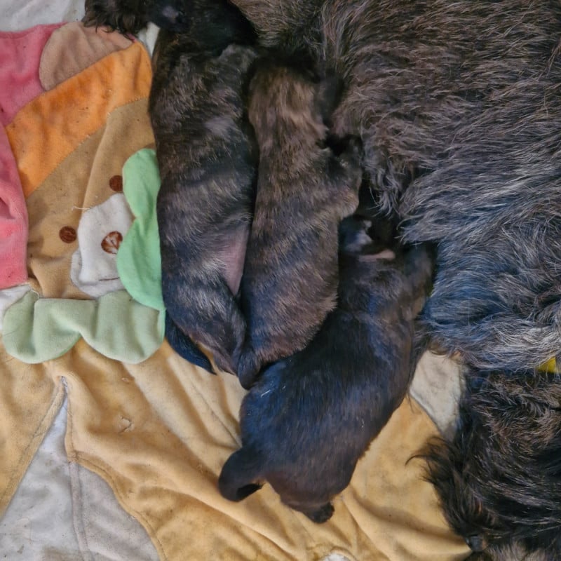 Cairn Terrier - du domaine de kerallan