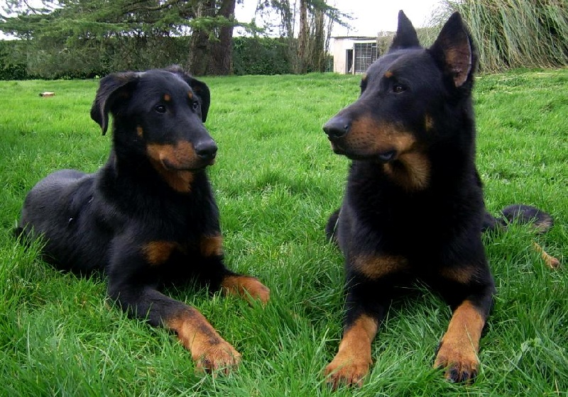 Publication : du Bois de Serval Auteur : aurélia vaillant