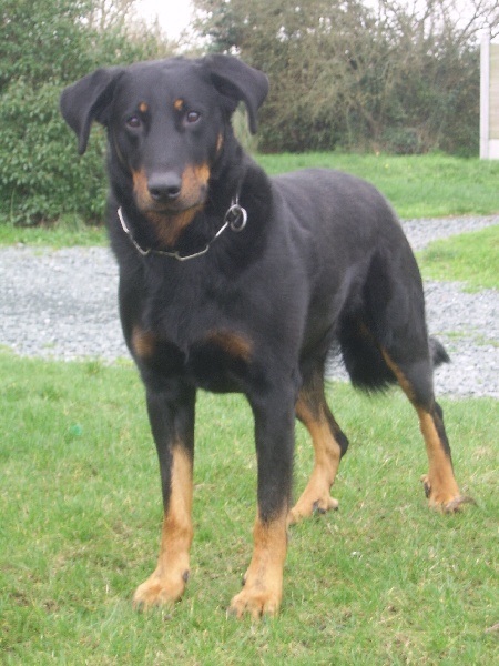 Publication : du Bois de Serval Auteur : aurélia vaillant