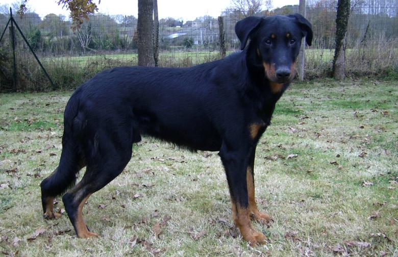 Publication : du Bois de Serval Auteur : aurélia vaillant