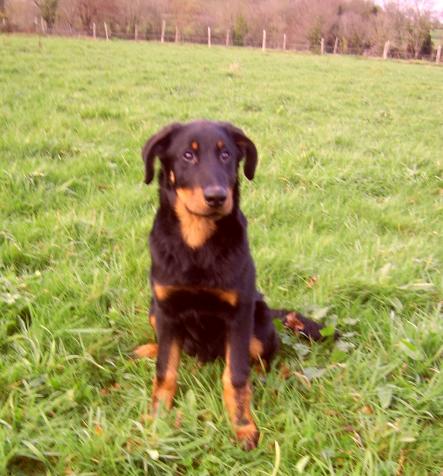 Publication : du Bois de Serval Auteur : aurélia vaillant