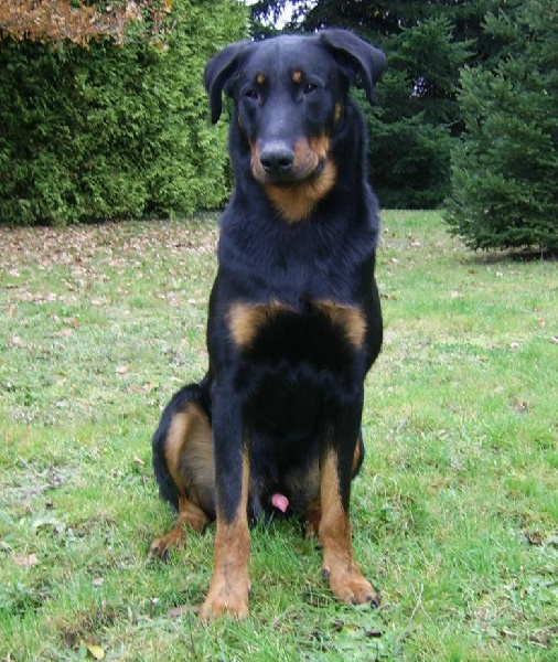 Publication : du Bois de Serval Auteur : aurélia vaillant