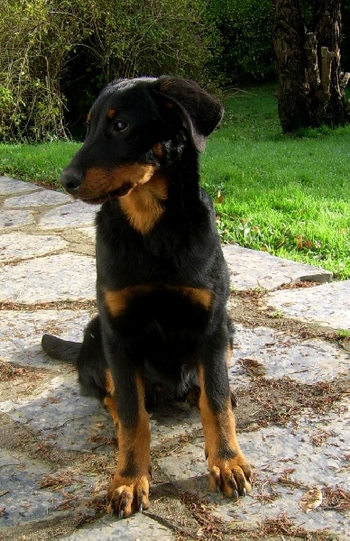 Publication : du Bois de Serval Auteur : aurélia vaillant