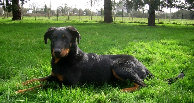 Publication : du Bois de Serval Auteur : aurélia vaillant