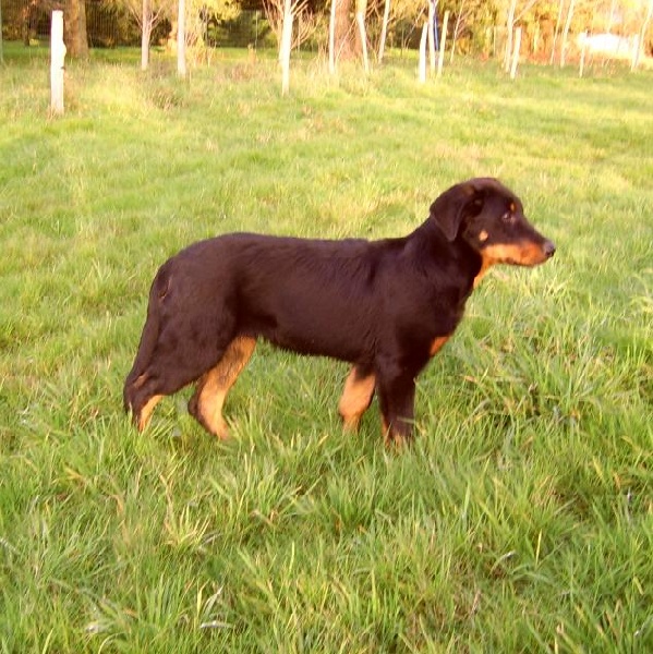 Publication : du Bois de Serval Auteur : aurélia vaillant