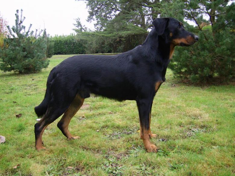 Publication : du Bois de Serval Auteur : aurélia vaillant