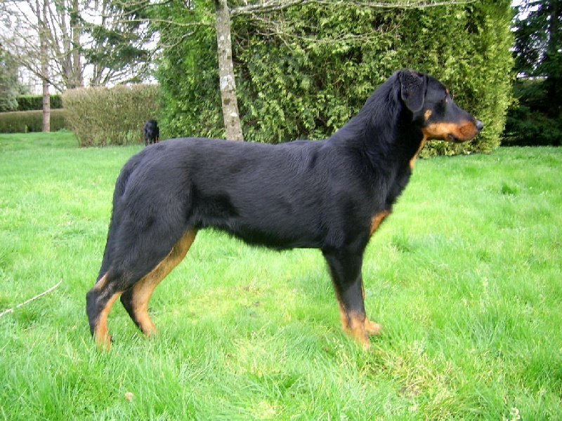 Publication : du Bois de Serval Auteur : aurélia vaillant