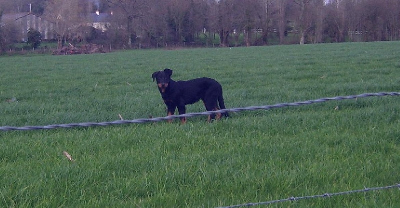 Publication : du Bois de Serval Auteur : aurélia vaillant