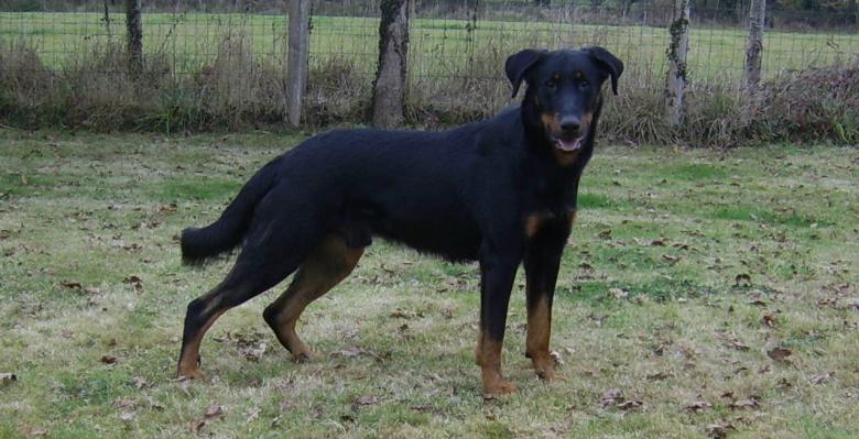 Publication : du Bois de Serval Auteur : aurélia vaillant