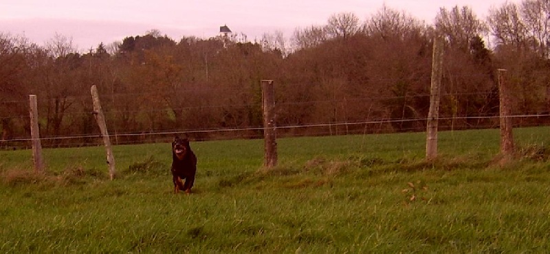 Publication : du Bois de Serval Auteur : aurélia vaillant