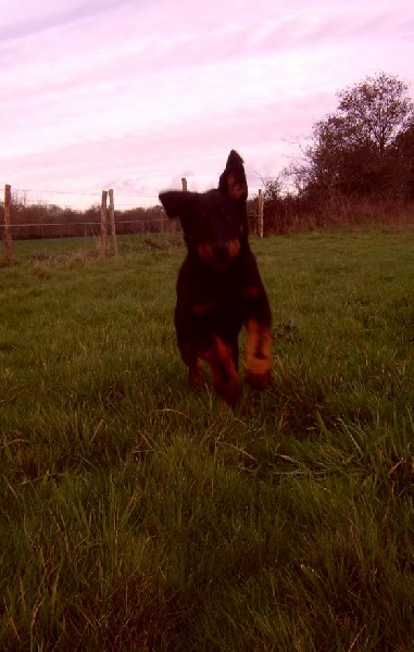 Publication : du Bois de Serval Auteur : aurélia vaillant