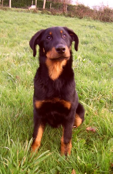 Publication : du Bois de Serval Auteur : aurélia vaillant