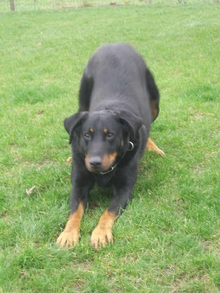 Publication : du Bois de Serval Auteur : aurélia vaillant