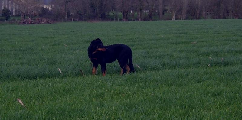 Publication : du Bois de Serval Auteur : aurélia vaillant