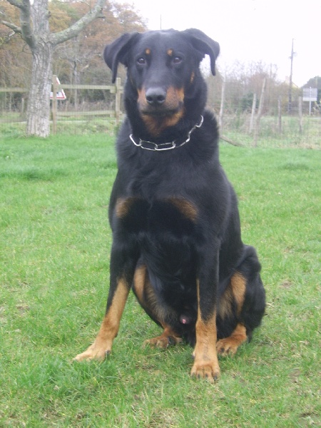 Publication : du Bois de Serval Auteur : aurélia vaillant