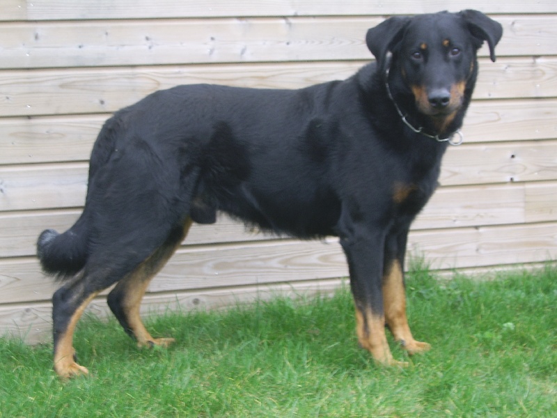 Publication : du Bois de Serval Auteur : aurélia vaillant