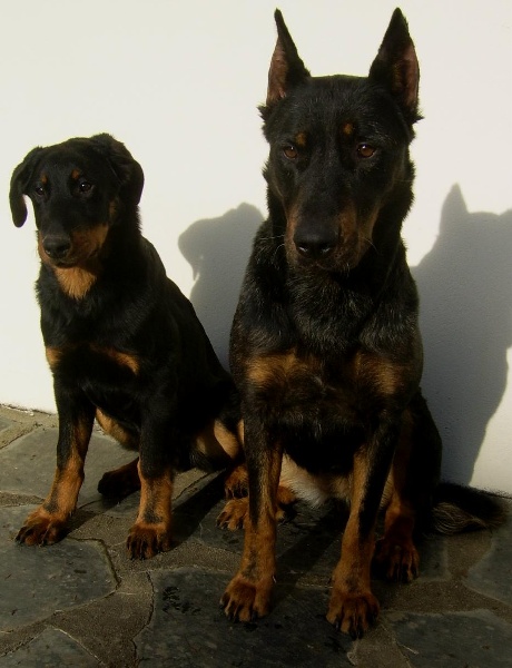 Publication : du Bois de Serval Auteur : aurélia vaillant