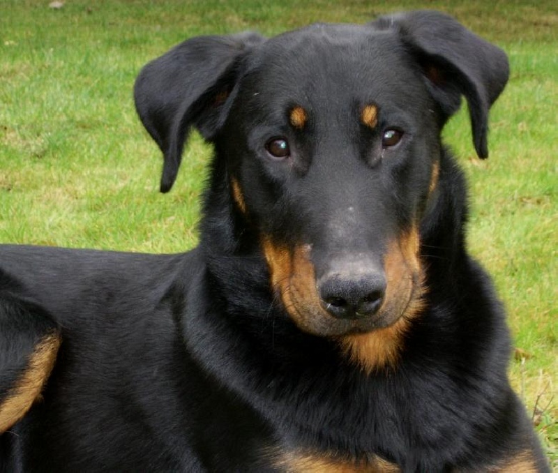 Publication : du Bois de Serval Auteur : aurélia vaillant