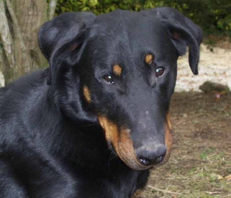 Publication : du Bois de Serval Auteur : aurélia vaillant