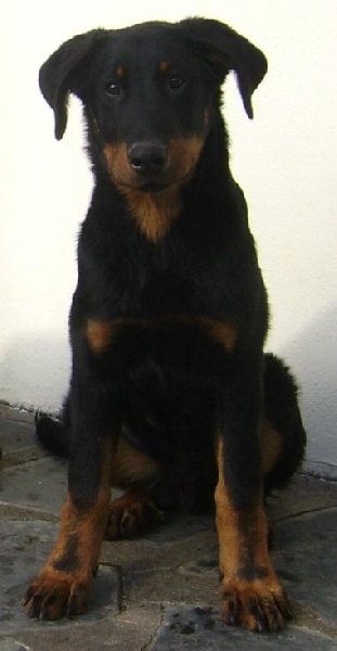 Publication : du Bois de Serval Auteur : aurélia vaillant