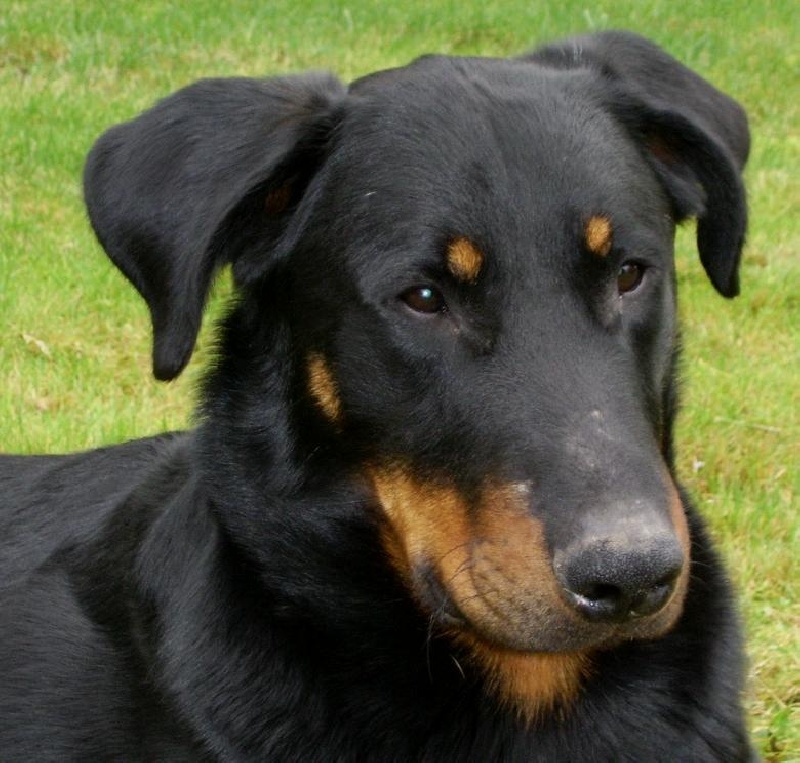 Publication : du Bois de Serval Auteur : aurélia vaillant