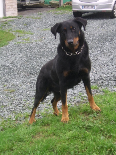 Publication : du Bois de Serval Auteur : aurélia vaillant