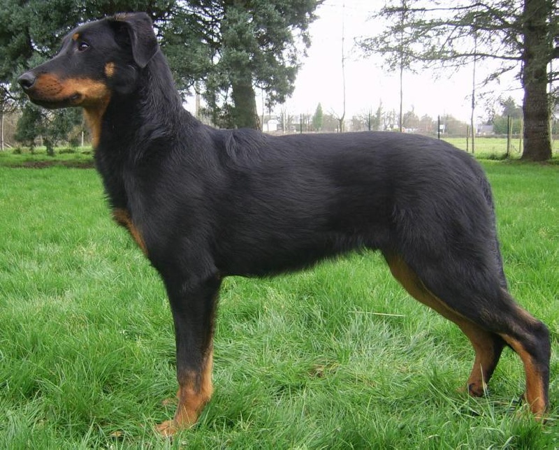 Publication : du Bois de Serval Auteur : aurélia vaillant