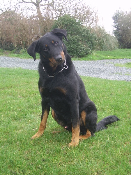 Publication : du Bois de Serval Auteur : aurélia vaillant