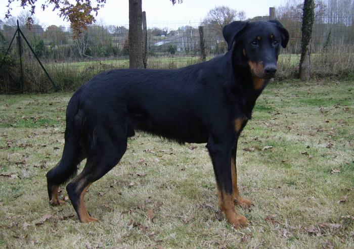 Publication : du Bois de Serval Auteur : aurélia vaillant