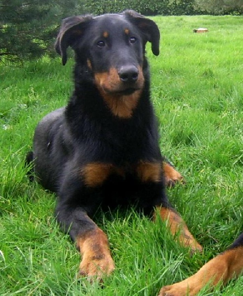 Publication : du Bois de Serval Auteur : aurélia vaillant